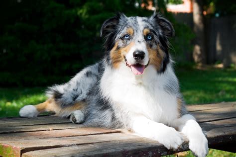 best small to medium dog breeds